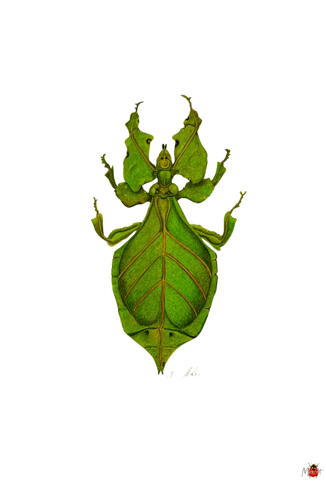 Image of Insect Postcard Pack