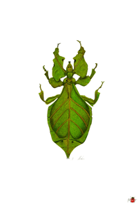 Image 3 of Insect Postcard Pack