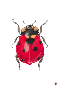 Image 4 of Insect Postcard Pack