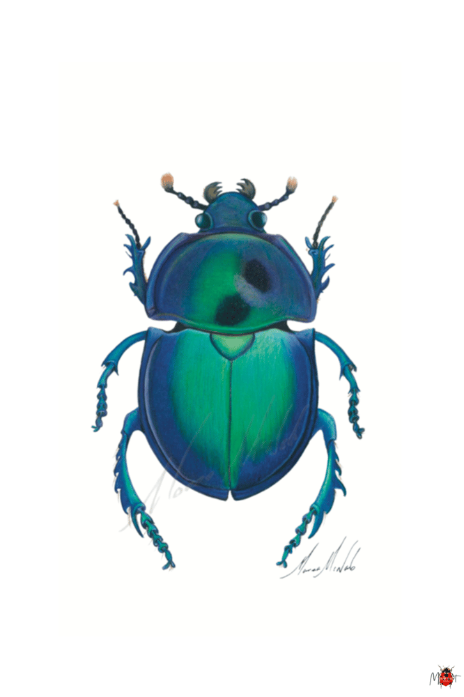 Image of Insect Postcard Pack