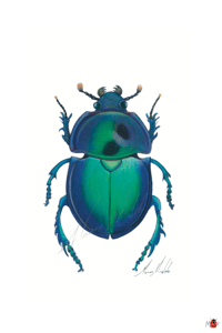 Image 5 of Insect Postcard Pack
