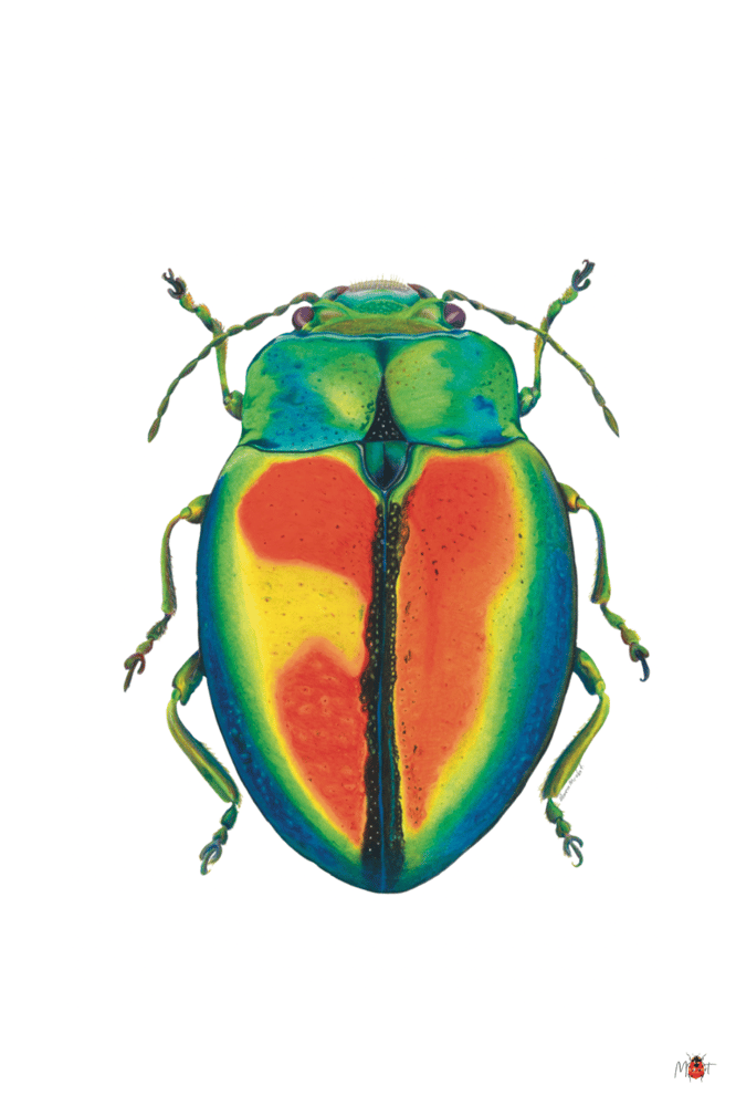 Image of Insect Postcard Pack