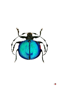 Image 8 of Insect Postcard Pack