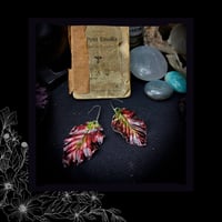 Image 5 of ☽ Fagus Purpura ☾