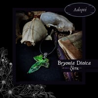 Image 9 of ☽ Bryonia Dioica ☾