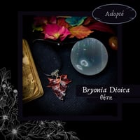 Image 11 of ☽ Bryonia Dioica ☾