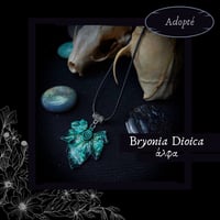 Image 4 of ☽ Bryonia Dioica ☾