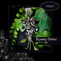 Image 16 of ☽ Bryonia Dioica ☾