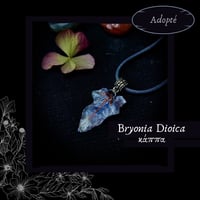 Image 13 of ☽ Bryonia Dioica ☾