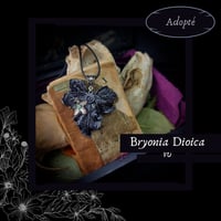 Image 15 of ☽ Bryonia Dioica ☾