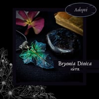 Image 12 of ☽ Bryonia Dioica ☾