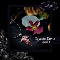 Image 14 of ☽ Bryonia Dioica ☾