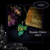 Image 6 of ☽ Bryonia Dioica ☾