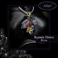 Image 7 of ☽ Bryonia Dioica ☾