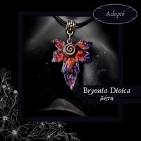 Image 5 of ☽ Bryonia Dioica ☾