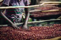 Image 2 of RWANDA | BOURBON ROUGE | NATURE