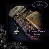 Image 8 of ☽ Bryonia Dioica ☾