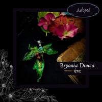 Image 10 of ☽ Bryonia Dioica ☾