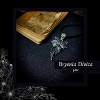 Image 1 of ☽ Bryonia Dioica ☾
