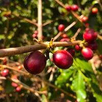 Image 1 of RWANDA | BOURBON ROUGE | NATURE