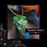 Image 3 of ☽ Bryonia Dioica ☾