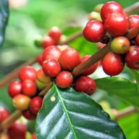 Image 1 of COLOMBIE | JAVA | NATURE