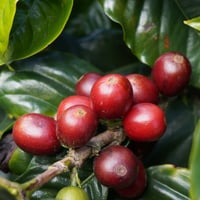 Image 1 of COLOMBIE | CATURRA | RED HONEY