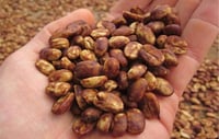 Image 2 of COLOMBIE | CATURRA | RED HONEY