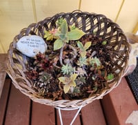 Image 1 of Basket of Assorted Succulents