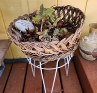 Image 2 of Basket of Assorted Succulents