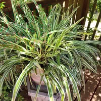 Image 2 of Mature Potted Plant