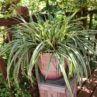 Image 1 of Mature Potted Plant