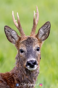A young Stag / Buck - isle of bute