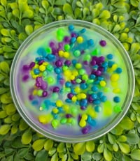 Image 11 of Slush Puppy - A Rockytop Wax Works exclusive custom houseblend fragrance 