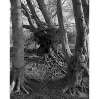 Image 4 of Skeleton Woman - Sasha Hitchcock
