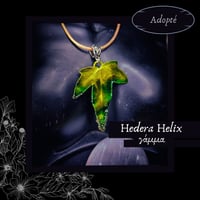 Image 6 of ☽ Hedera Helix ☾