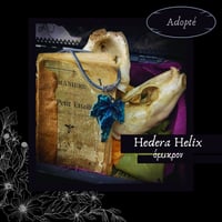 Image 15 of ☽ Hedera Helix ☾