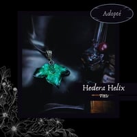 Image 19 of ☽ Hedera Helix ☾
