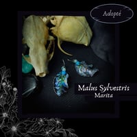 Image 1 of ☽ Malus Marita ☾