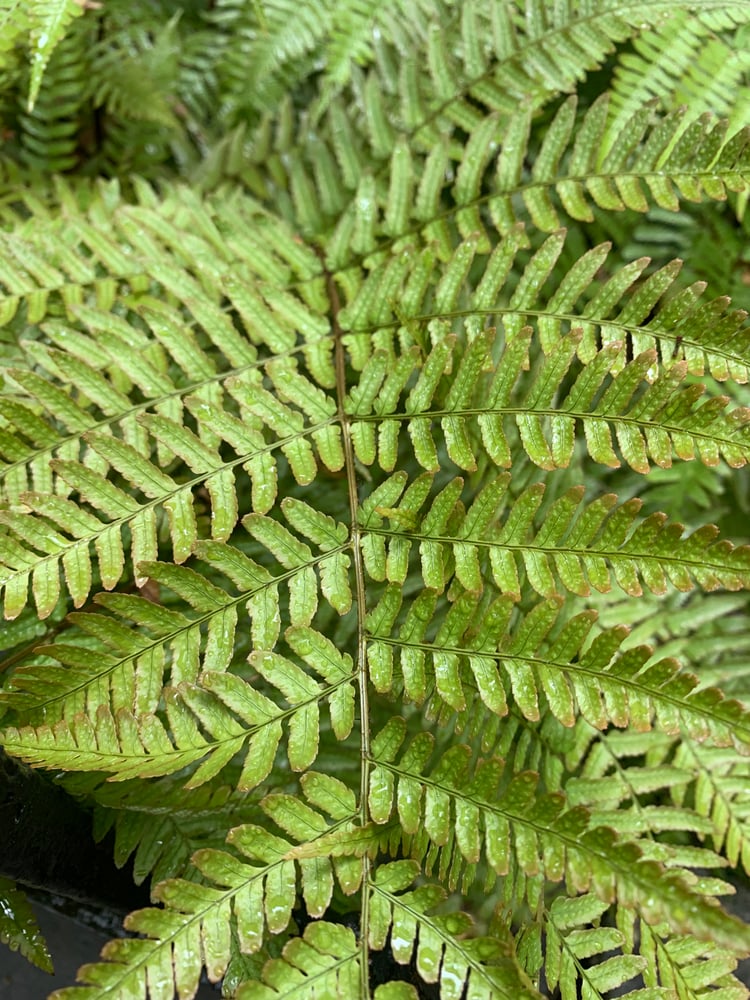 Image of Freyr Perfume (Fern, Tarragon, Galbanum, Styrax)