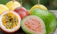 PASSION FRUIT GUAVA WHITE BARN