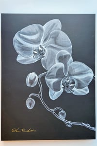 Image 2 of Orchids