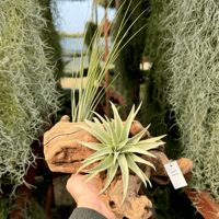 Image 1 of Oceanic Reflections  