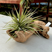 Image 2 of Oceanic Reflections  