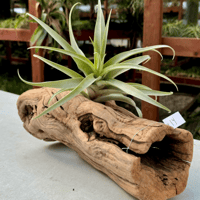 Image 3 of Oceanic Reflections  