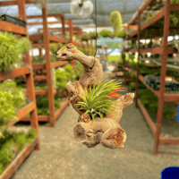 Image 1 of Coastal Whispers  