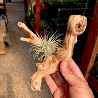 Image 2 of Coastal Whispers  