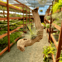 Image 3 of Coastal Whispers  