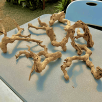 Image 1 of Shoreline Reverie  