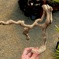 Image 3 of Shoreline Reverie  